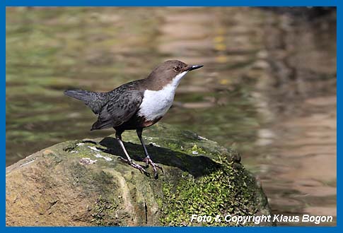 Die Kotflecken auf dem Stein zeigen das sich die Wasseramsel hier bevorzugt aufhlt.