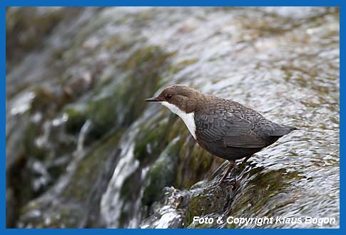 Wasseramsel (Cinclus cinclus) sitzt oberhalb eines Wasserfalls