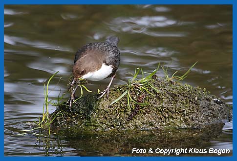 Wasseramsel sammelt Gras und Bachmoose von einem aus dem Wasser ragenden Stein.