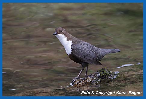 Wasseramsel (Cinclus cinclus) auf Stein sitzend, aufmerksam die Umgebung beobachtend.