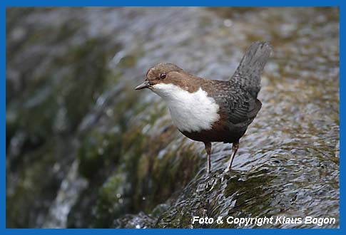 Wasseramsel (Cinclus cinclus) am Rand eines Wasserfalls sitzend.