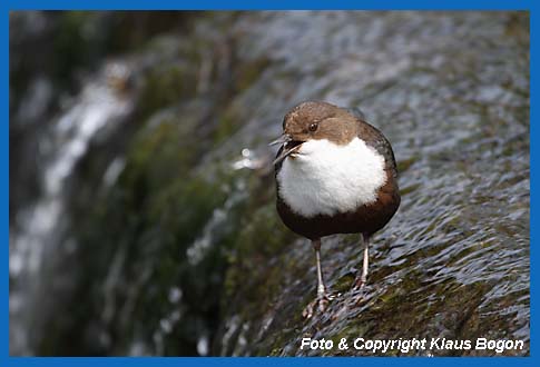 Singende Wasseramsel am Wasserfall sitzend.