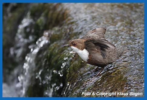 Wasseramsel dehnt ihren Flgel nach einer Ruhepause