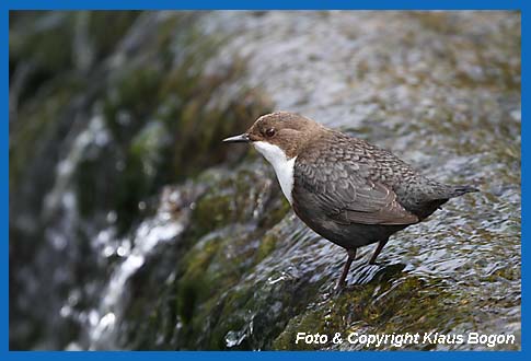 Wasseramsel (Cinclus cinclus) am Rand eines Wasserfalls sitzend.