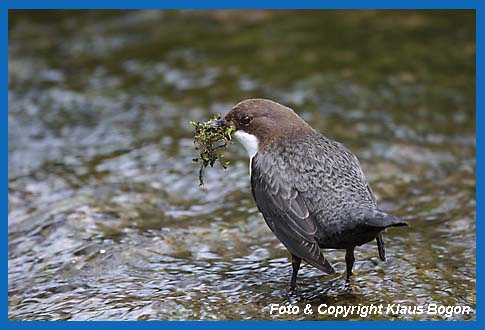 Wasseramsel mit Nistmaterial