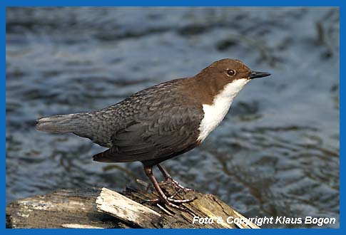 Wasseramsel (Cinclus cinclus) auf Schwemmholz sitzend.