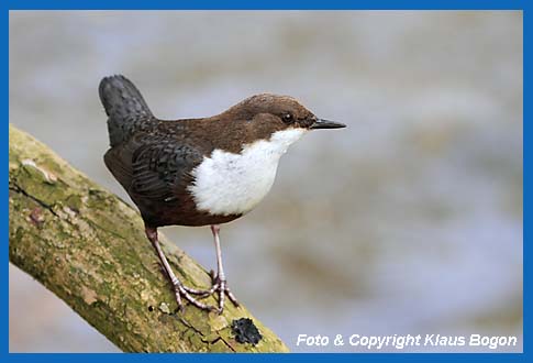 Wasseramsel (Cinclus cinclus) ruhtauf angeschwemmten Totholz.