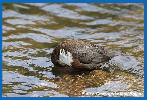 Wasseramsel bei der Gefiederpflege.