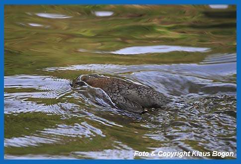 Ins Wasser abtauchende Wasseramsel