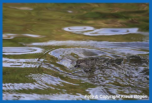 Ins Wasser abtauchende Wasseramsel