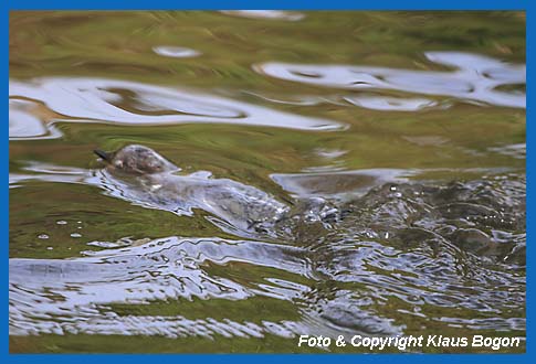 Aus dem Wasser auftauchende Wasseramsel.