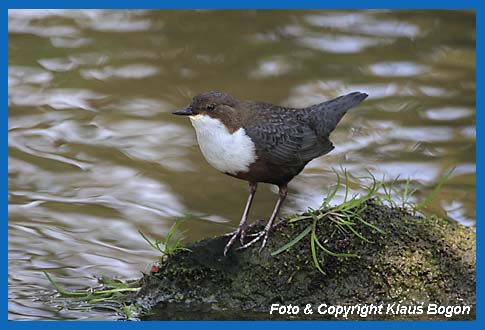 Wasseramsel (Cinclus cinclus) auf Stein sitzend.