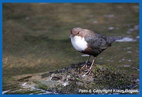 Wasseramsel (Cinclus cinclus) auf Stein sitzend.