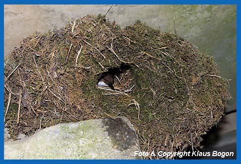 Brtendes Wasseramsel-Weibchen schaut aus dem Nest.