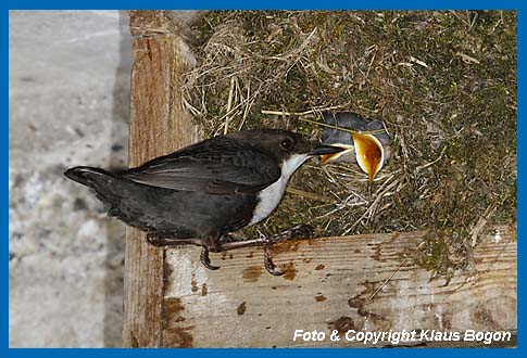 Nach der Ftterung wartet der Altvogel  darauf,  dass ein Jungvogel den Kotballen absetzt.