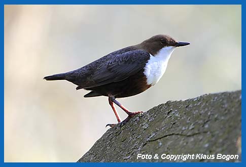 Wasseramsel (Cinclus cinclus) auf Wehrmauer sitzend.