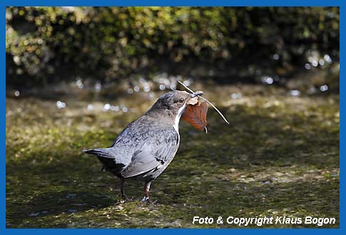 Zum Schlu des Nestbaues wird die Nestmulde mit Blttern ausgelegt.