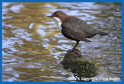 Wasseramsel (Cinclus cinclus) auf Stein sitzend.