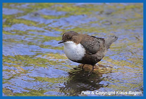 Wasseramsel (Cinclus cinclus) im seichten Wasser am Bachrand sitzend.