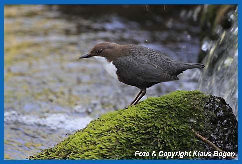 Wasseramsel (Cinclus cinclus) auf bemoosten Stein am Fu eines Wasserfalls.