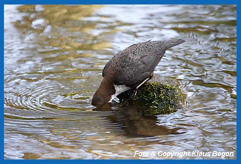 Wasseramsel  sucht  unter Wasser am Stein sitzende  Insektenlarven wie z.B. Kscherfliegen.