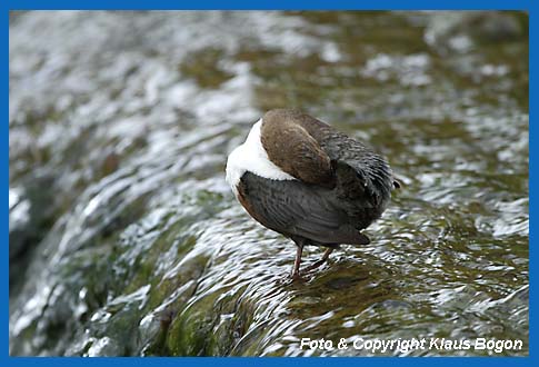 Wasseramsel nimmt Fett von der Brzeldrse um damit das Gefieder einzufetten.