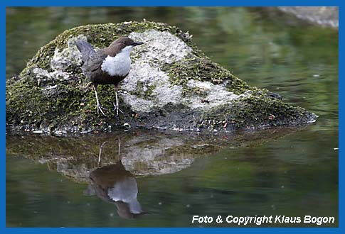 Wasseramsel (Cinclus cinclus) sich im Wasser spiegelnd.