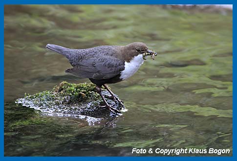 Wasseramsel mit Insektenlarven im Schnabel.