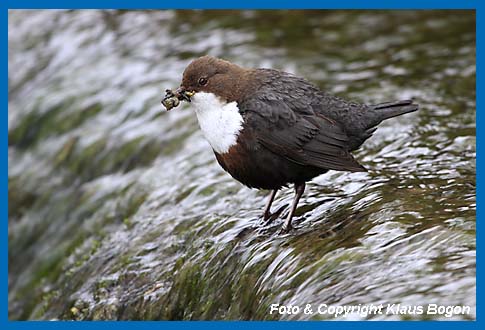 Wasseramsel am Wasserfall mit Kscherfliegenlarven im Schnabel.