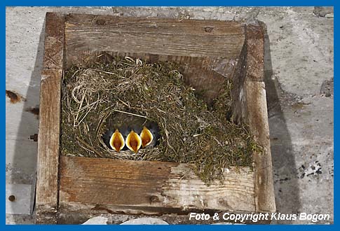 Ab dem 7 Lebenstag sperren die Jungvgel bereits dann wenn sie die Altvgel in der Nhe hren.