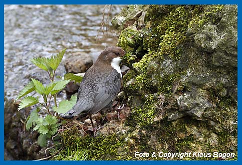 Wasseramsel sammelt Moose an einem Felsen am Bachrand.