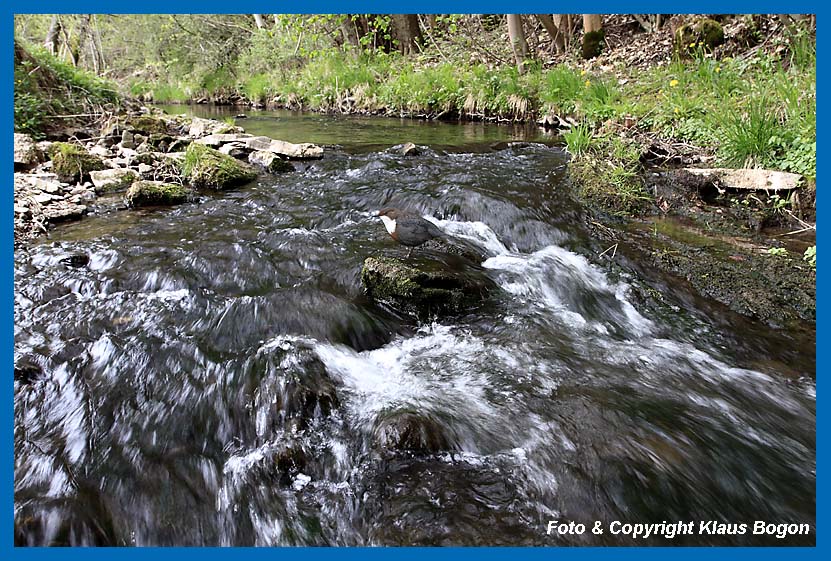 Auf Stein in starker Strmung ruhende Wasseramsel