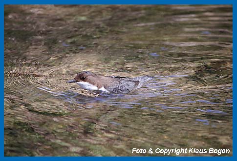 Aufgetauchte Wasseramsel.