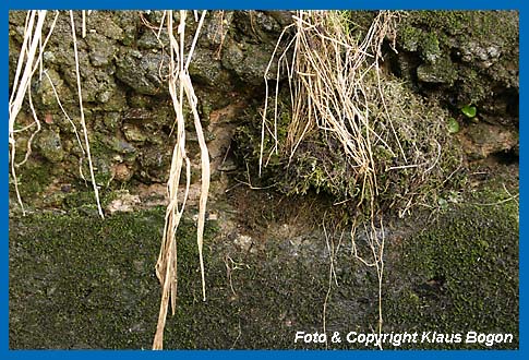 Nest der Wasseramsel im Hohlraun einer alten Betonmauer an einer alten Mhle