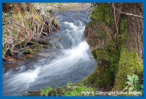 Wasseramselnest am bemoosten Stammfu einer alten Schwarzerle gut getarnt.