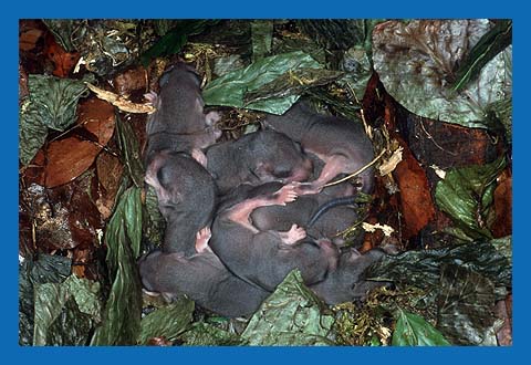 Junge Siebenschlfer in ihrem Nest aus frischen Buchenlaub