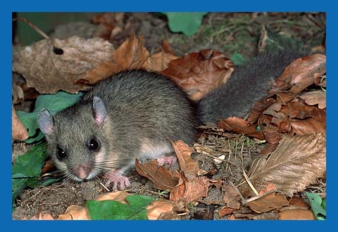 Siebenschlfer (Glis glis) Bild 6