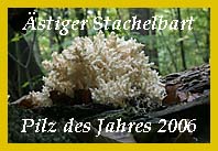 stiger Stachelbart