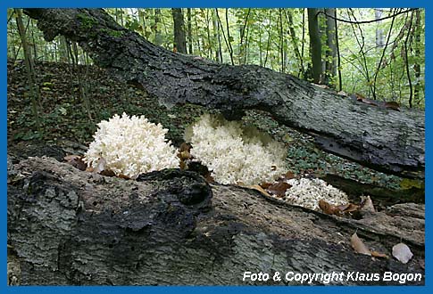 stiger Stachelbart  (Hericium coralloides)