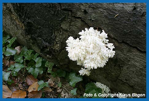 stiger Stachelbart  (Hericium coralloides) Junges Exemplar