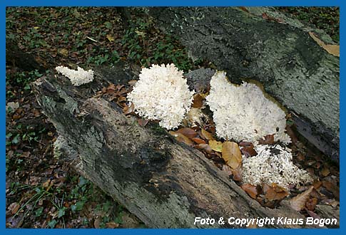 stiger Stachelbart  (Hericium coralloides)