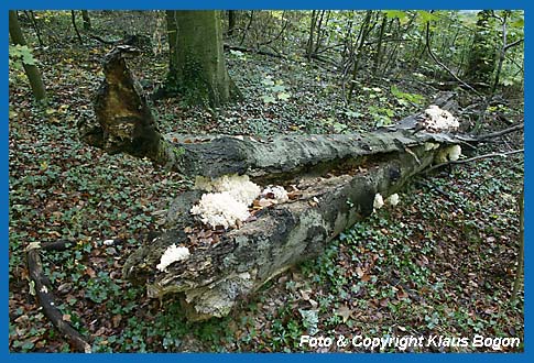 stiger Stachelbart  (Hericium coralloides) am vom Sturm gefllten Buchenstamm.