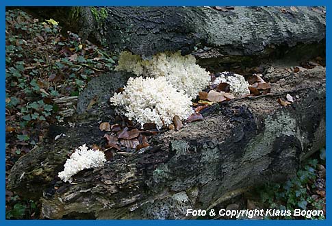 stiger Stachelbart  (Hericium coralloides)