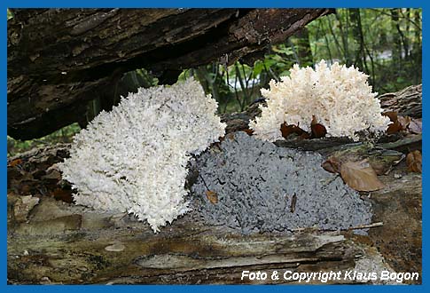 stiger Stachelbart  (Hericium coralloides), Verschiedene Altersstufen bis zum Zerfall (Graues Exemplar). Bild 1