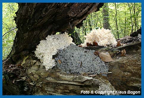stiger Stachelbart  (Hericium coralloides), Verschiedene Altersstufen bis zum Zerfall (Graues Exemplar). Bild 2