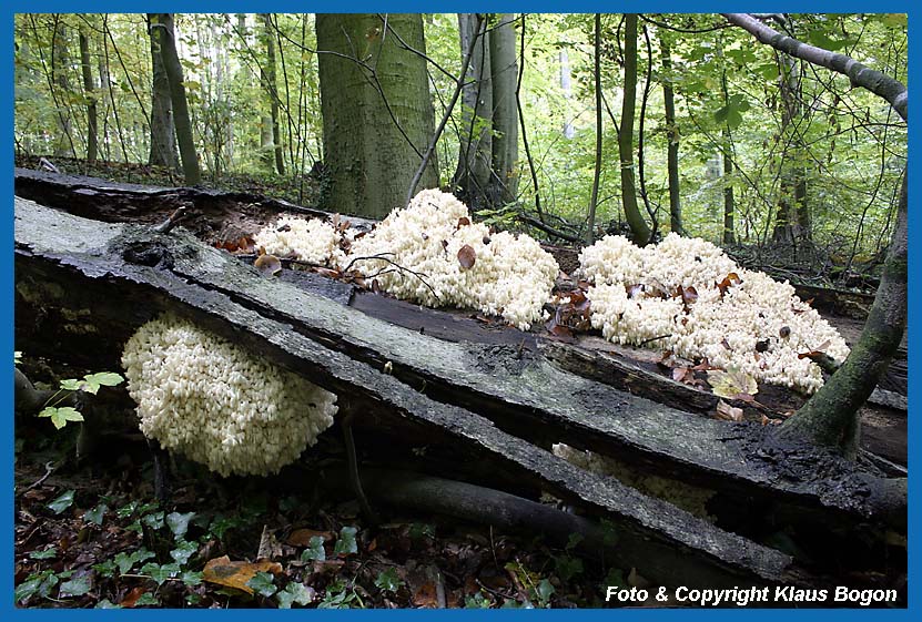 stiger Stachelbart  (Hericium coralloides) auf Buchentotholz.