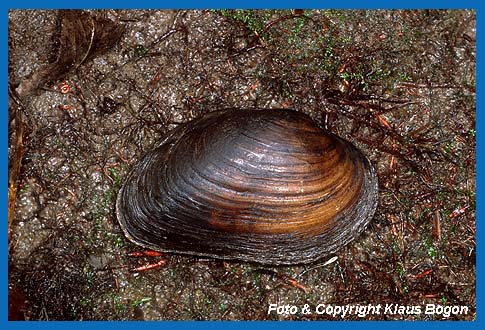 Aus dem Sediment herausgehobene Bachmuschel