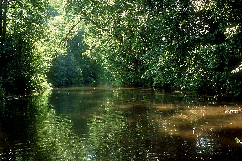 Nur noch in wenigen Flssen wie der Schwalm sind Fluss- od. Bachmuscheln zu finden.