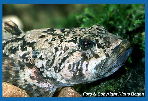 Portrt der Groppe (Cottus gobio)