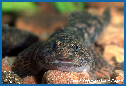 Portrt einer Groppe (Cottus gobio) auch Mhlkoppe genannt.